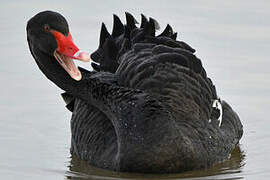 Black Swan