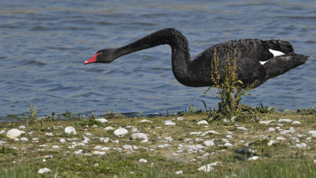 Cygne noiradulte, identification