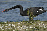 Cygne noir