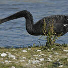 Cygne noir