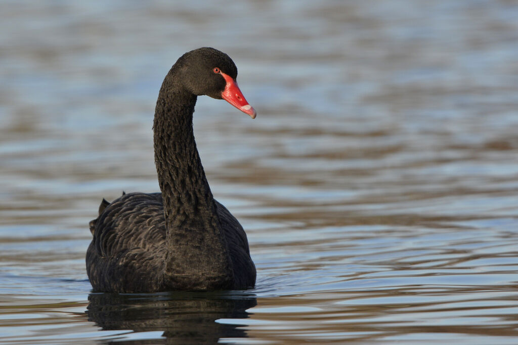 Black Swan, identification