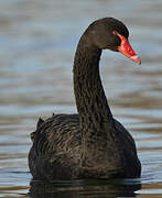 Black Swan