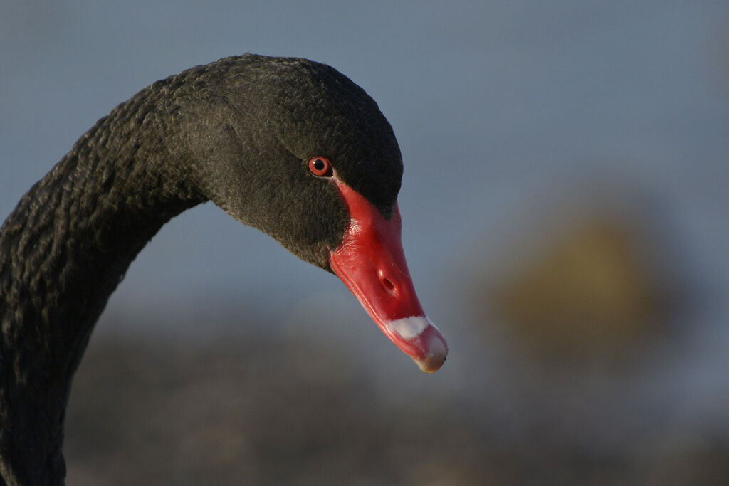 Cygne noir, identification