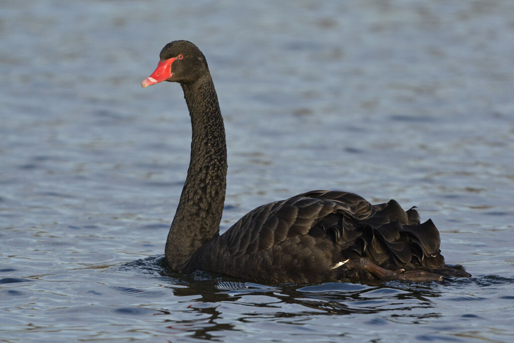 Cygne noir, identification