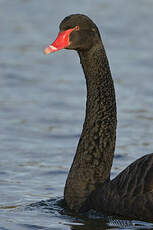 Cygne noir