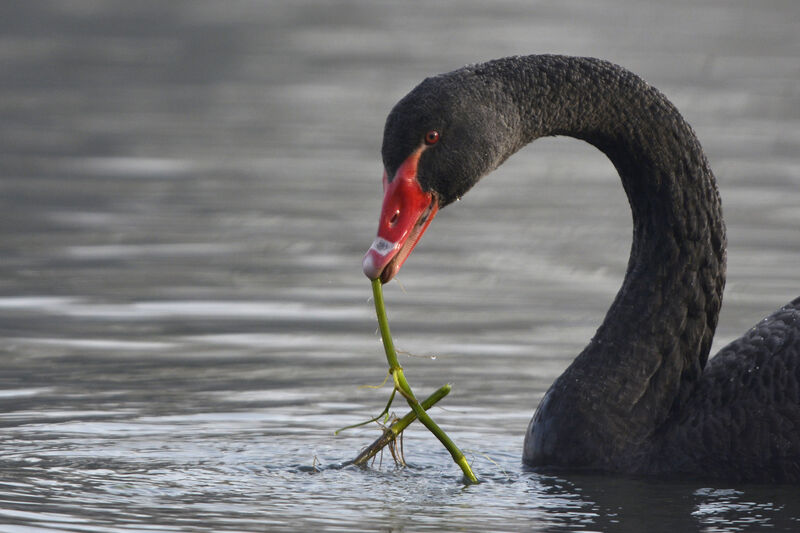 Black Swan, feeding habits