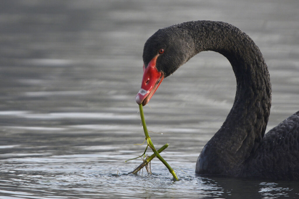 Cygne noir, régime