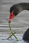 Cygne noir