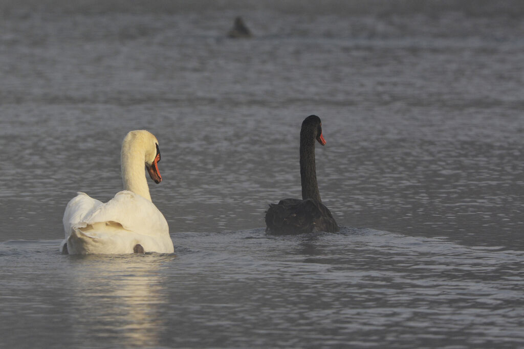 Cygne noir