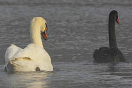 Cygne noir