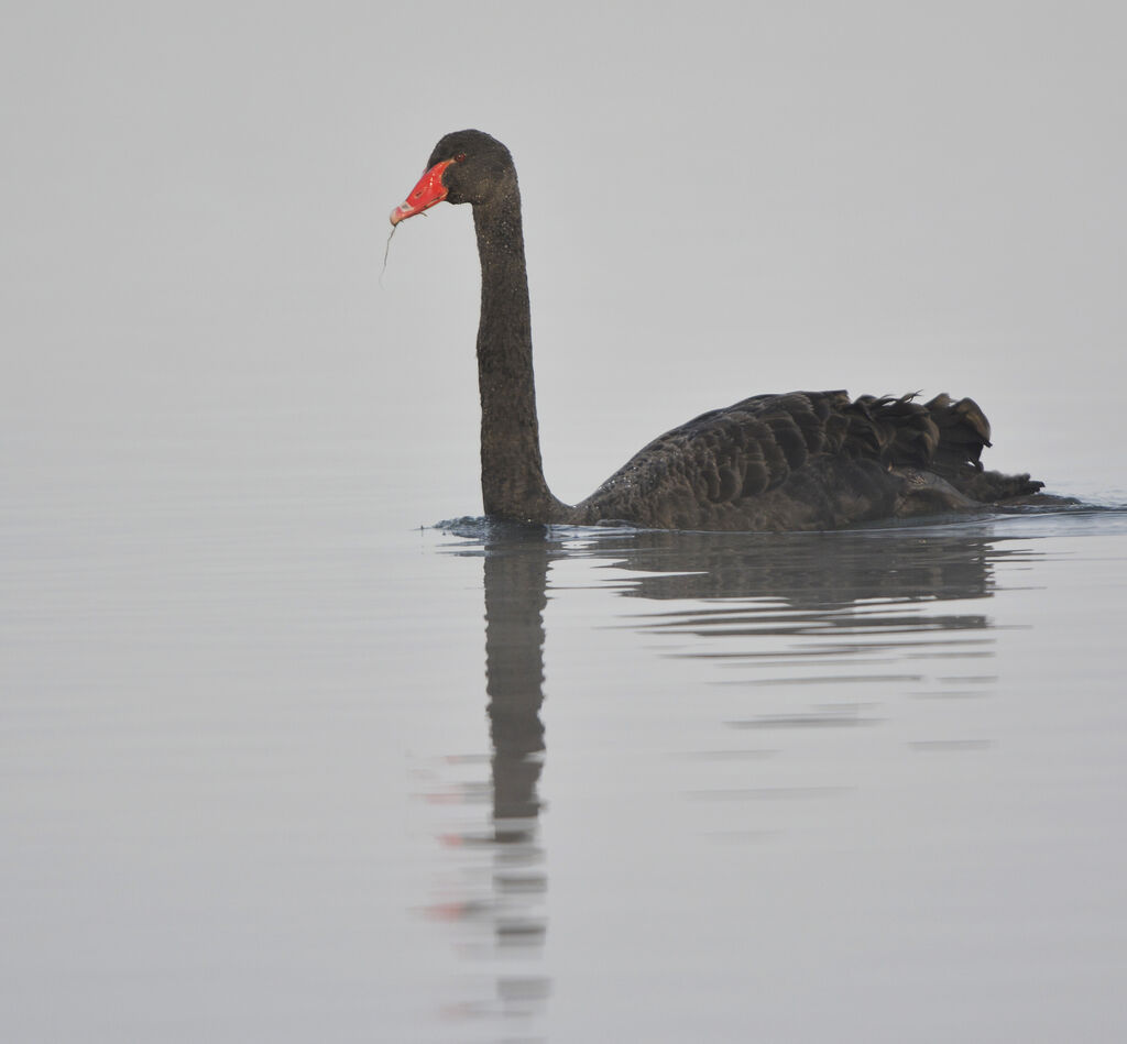 Black Swan