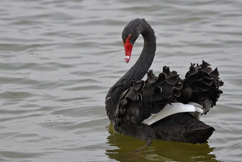 Black Swan, identification