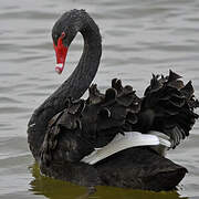 Black Swan