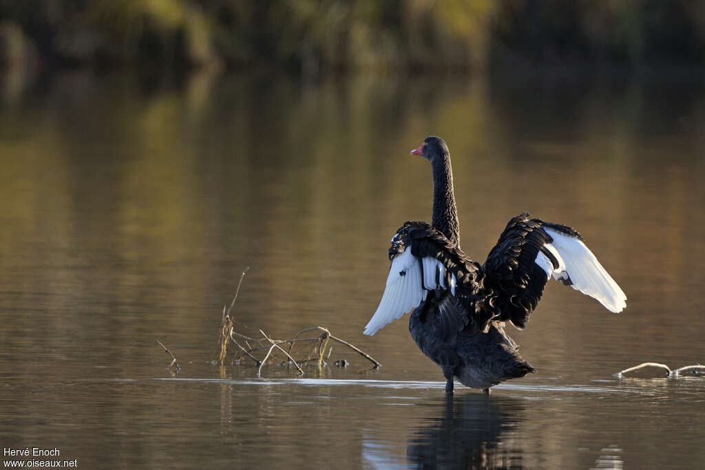 Black Swanadult, identification, pigmentation