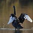 Cygne noir