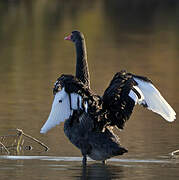 Cygne noir