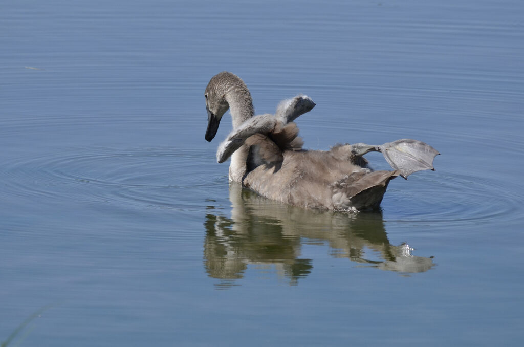 Mute Swanjuvenile