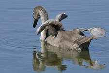 Cygne tuberculé