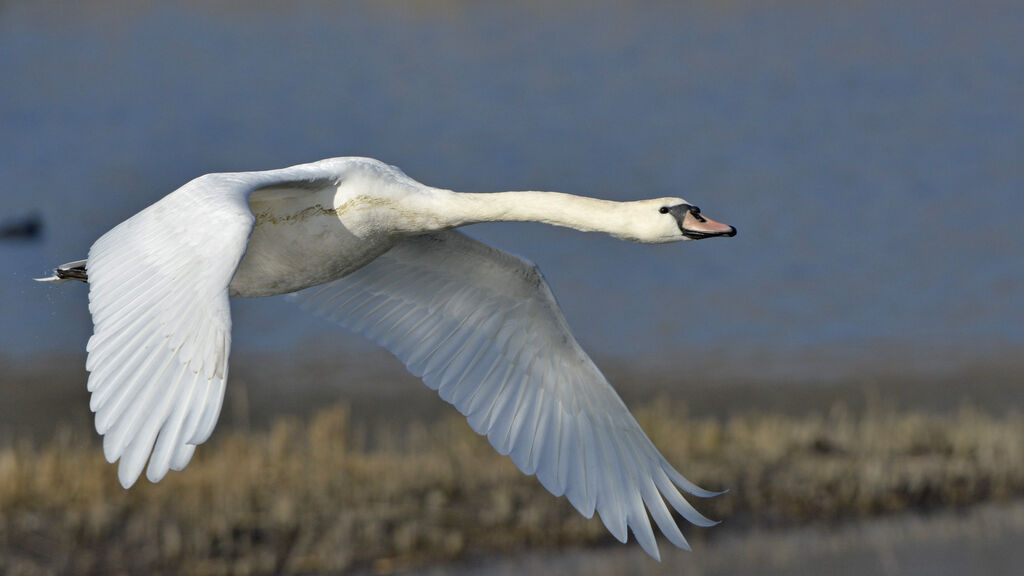 Cygne tuberculé, Vol