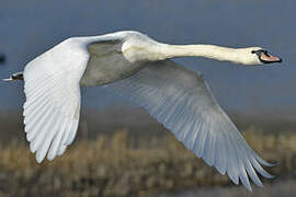 Mute Swan