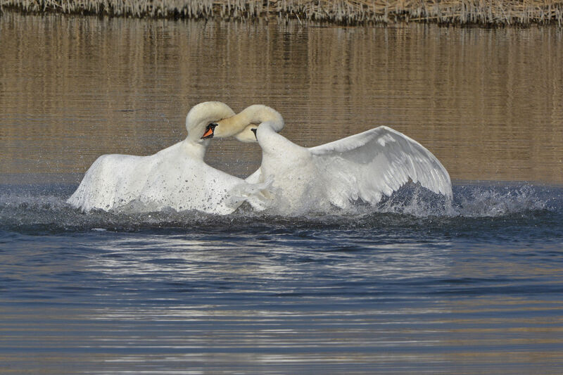 Mute Swan, Behaviour