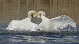 Cygne tuberculé