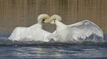 Cygne tuberculé