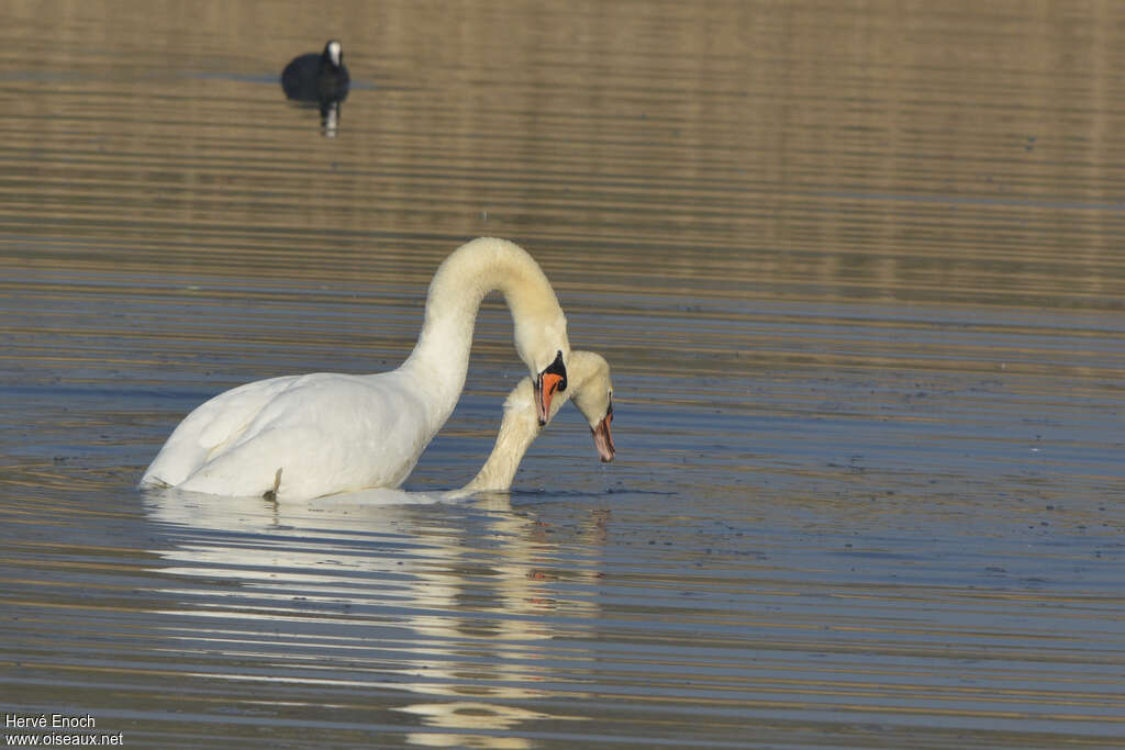 Mute Swanadult, mating., Behaviour