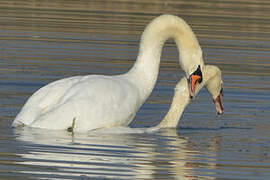 Cygne tuberculé