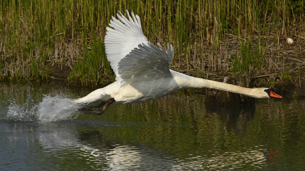 Mute Swan, Flight