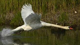 Cygne tuberculé