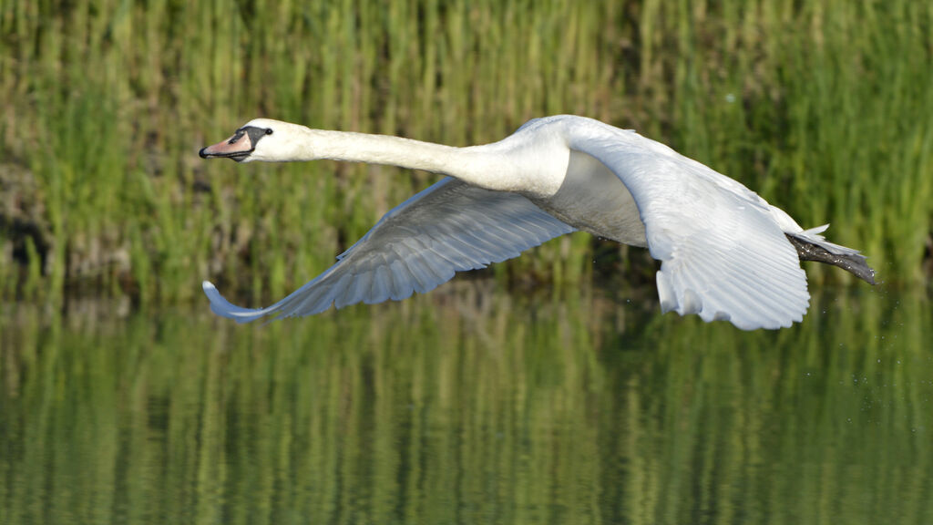 Cygne tuberculé, Vol