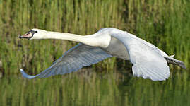 Cygne tuberculé