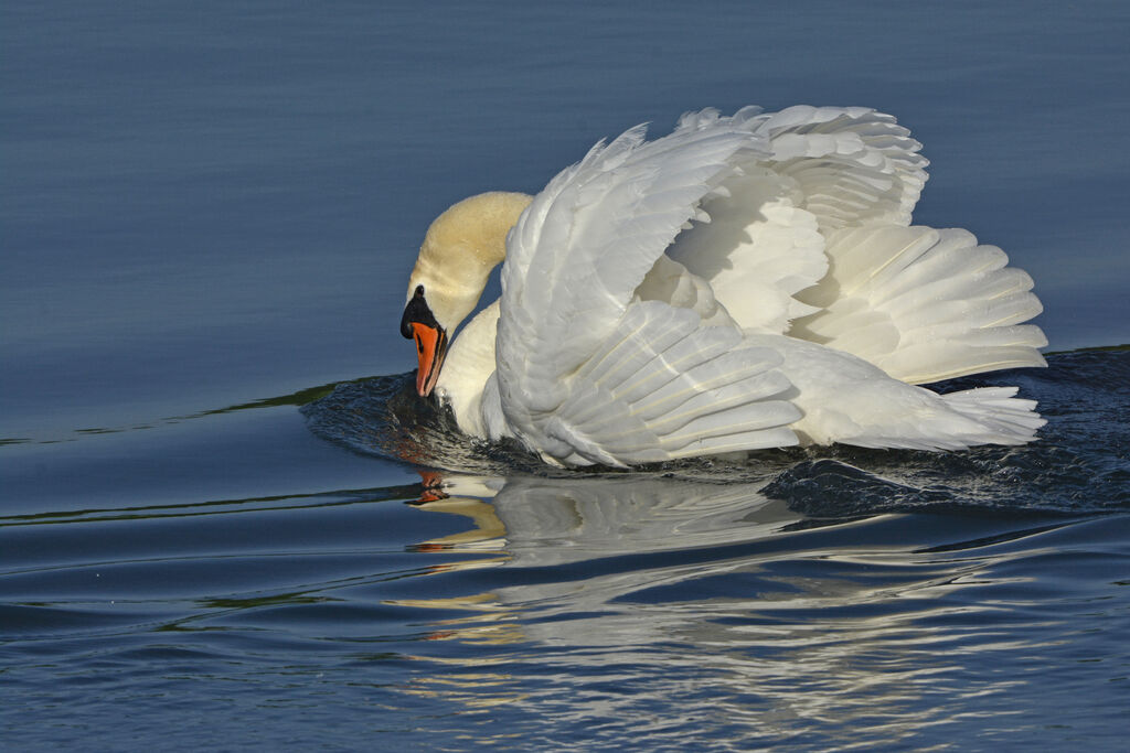 Cygne tuberculéadulte, Comportement