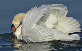 Mute Swan