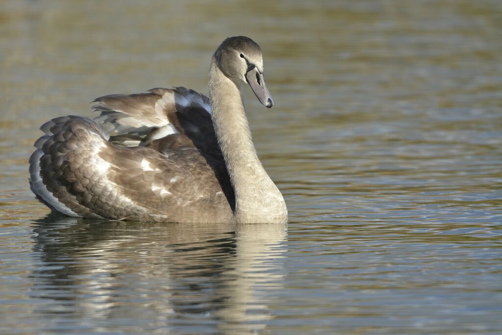 Cygne tuberculéjuvénile