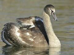 Mute Swan