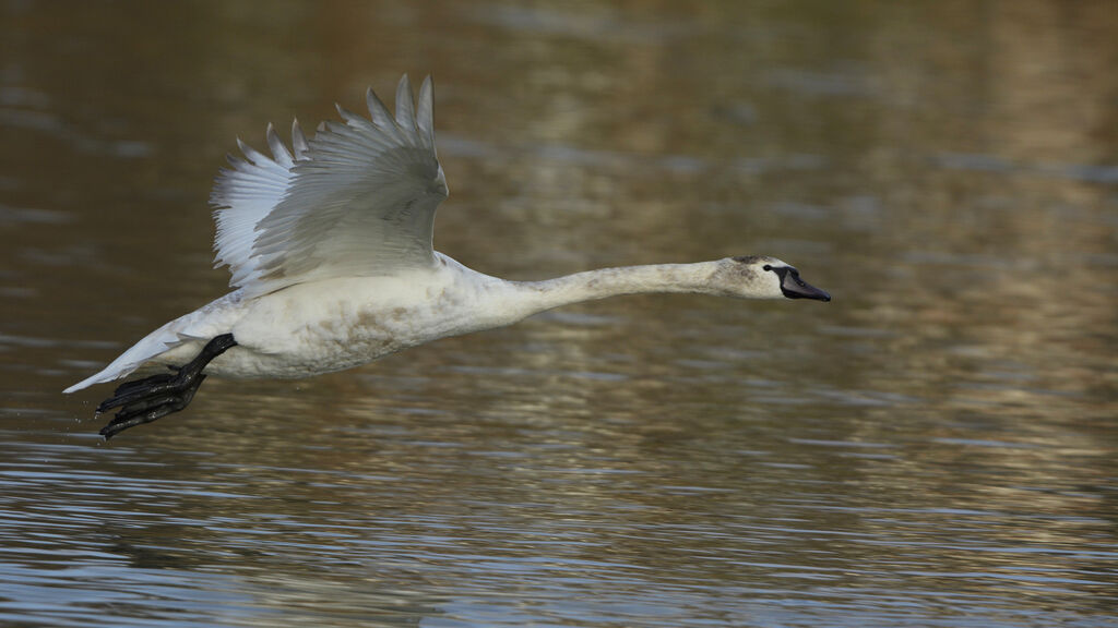 Cygne tuberculéjuvénile, Vol