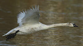 Cygne tuberculé