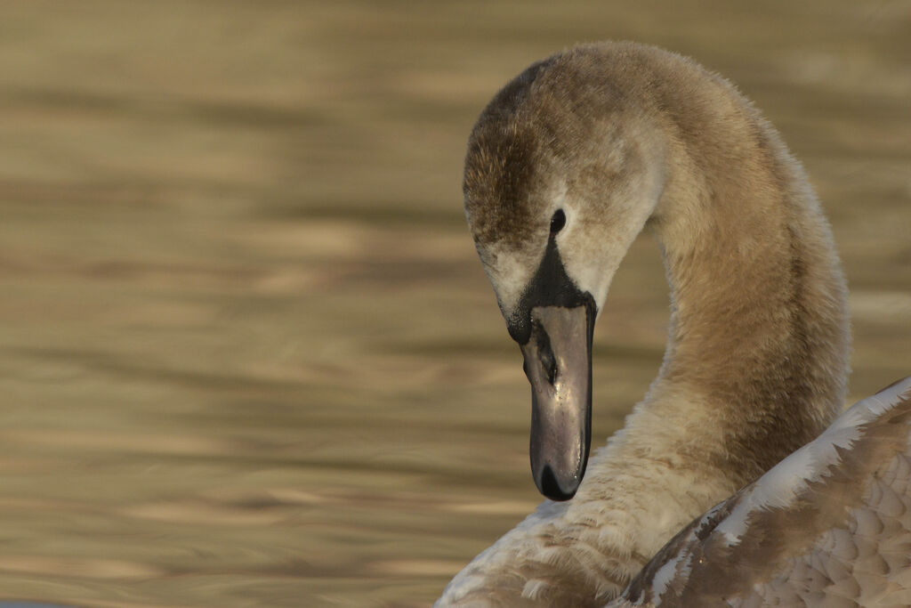 Cygne tuberculéjuvénile