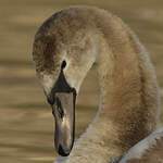 Cygne tuberculé