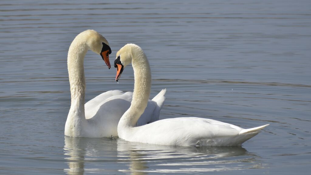 Mute Swan adult, Behaviour