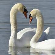 Cygne tuberculé