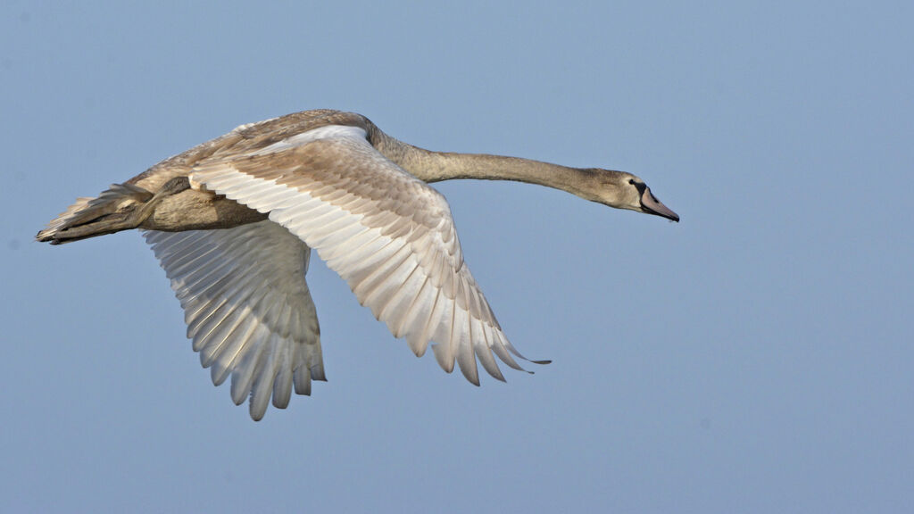 Mute Swanjuvenile, Flight