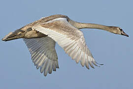 Mute Swan