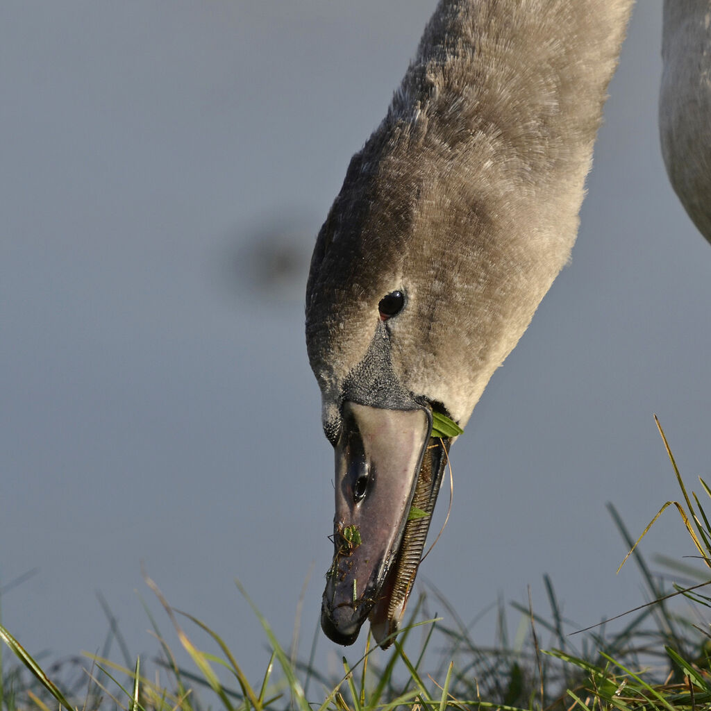 Mute Swanjuvenile, feeding habits