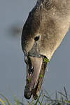 Cygne tuberculé