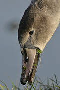 Mute Swan