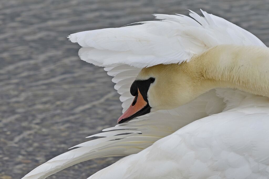 Cygne tuberculéadulte