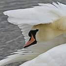 Cygne tuberculé